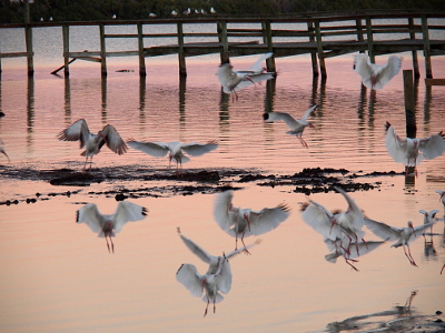 [Approximately 15 ibises have their wings pulled in partially to land in the shallow water. The water has a pink tinge from the setting sun. These birds have skinny feet and legs which hang below their black-tipped white wings and body. In the background there is a wooden dock with posts going into the water and horizontal board fencing above the dock. The posts also reflect on the wter making them appear longer than they are.]